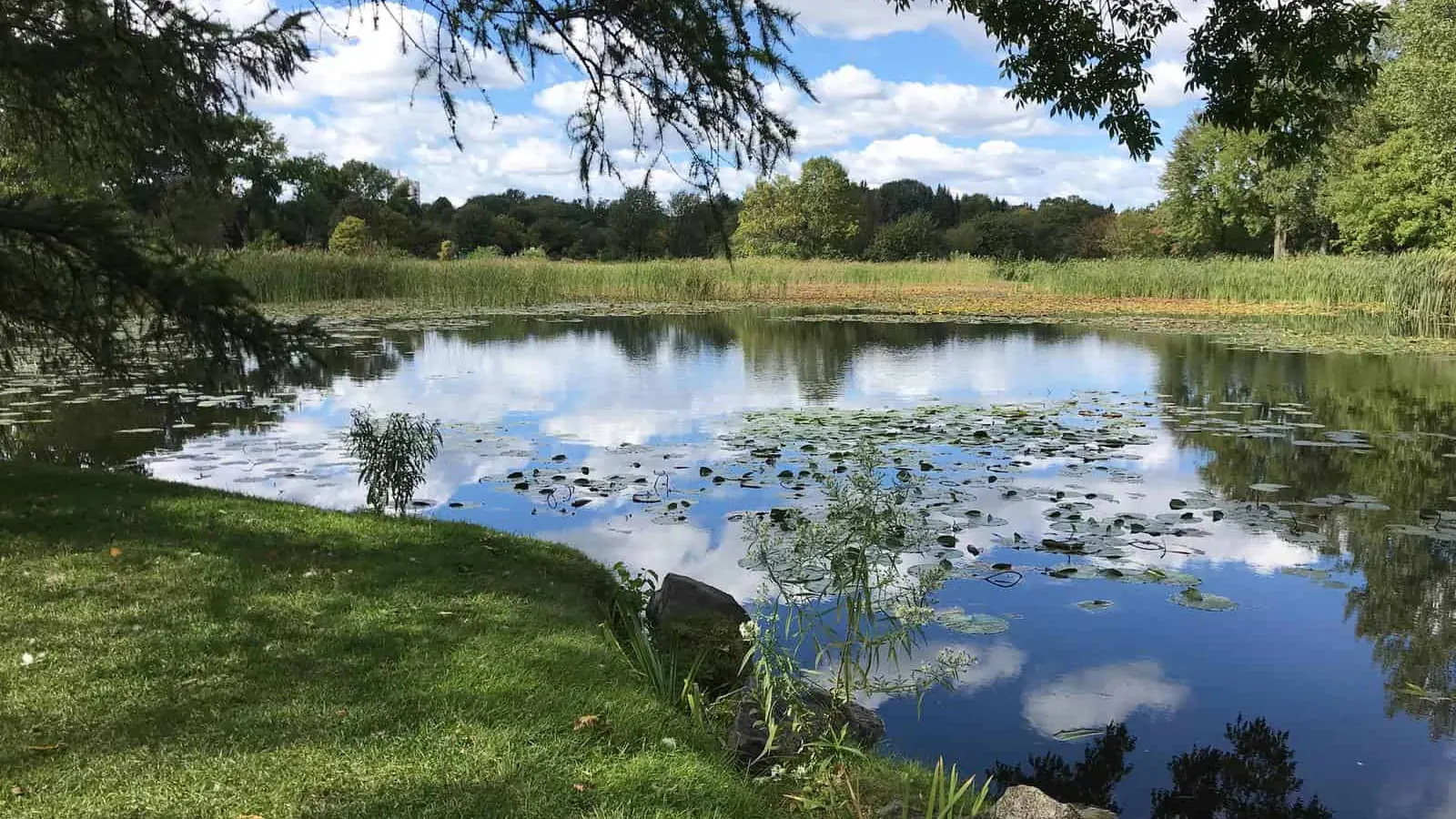 Quiet farm pond with lily pads and a wooded bank