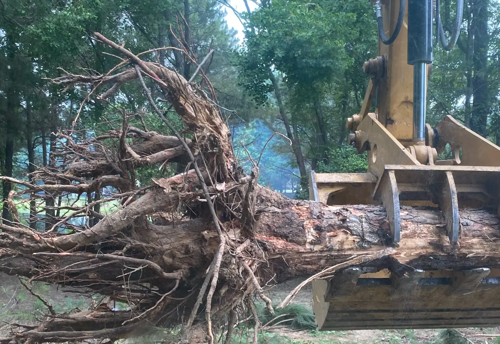 Excavator thumb lifting a whole uprooted tree, roots and all, off a north Louisiana property
